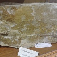 Uralolite