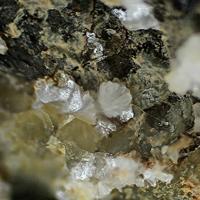 Afmite, Matulaite