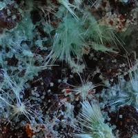 Agardite-(Nd)