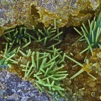 Bayldonite, Beudantite, Mimetite