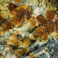 Earlshannonite