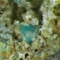 Quetzalcoatlite, Kettnerite