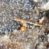 Bariopharmacoalumite, Wulfenite