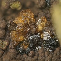 Jahnsite-(CaMnMg), Earlshannonite