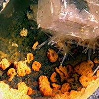 Ecdemite, Laurionite, Aragonite
