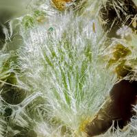 Agardite-(Ce)