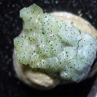 Palmierite