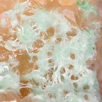 Agardite-(Ce), Quartz
