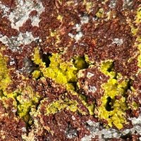 Gartrellite, Carminite, Scorodite