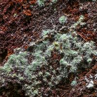 Agardite-(La), Conichalcite