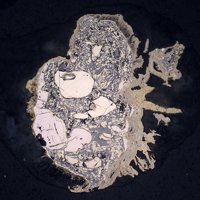 Jaipurite, Maucherite, Millerite