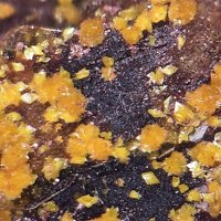 Uranotungstite
