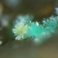 Ottoite, Eckhardite