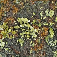 Sabugalite
