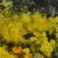 Bayleyite, Marécottite, Gypsum