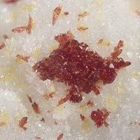 Carminite