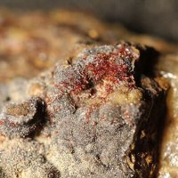 Carminite