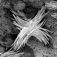Gartrellite, Plumbogummite