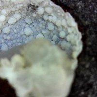 Dachiardite-Ca, Mordenite