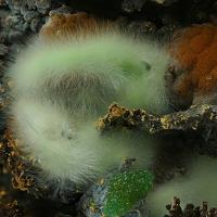 Agardite-(Nd)