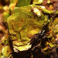 Uranocircite