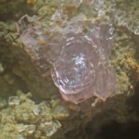 Lanthanite-(Nd)