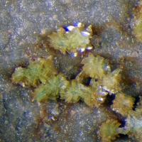 Abernathyite
