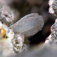 Dachiardite-Ca