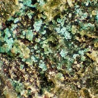 Carrboydite