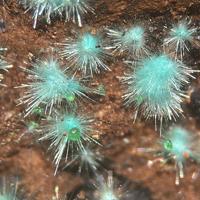 Agardite-(Nd), Conichalcite