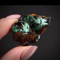 Agardite-(Nd), Brochantite, Malachite