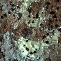 Uranospinite