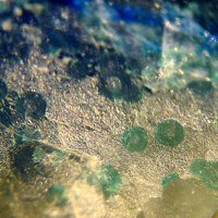 Sabelliite, Azurite