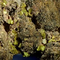 Uranocircite