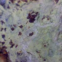 Barahonaite-(Fe), Conichalcite
