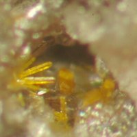 Macquartite