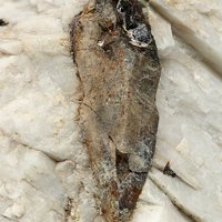 Gadolinite-(Y), Albite