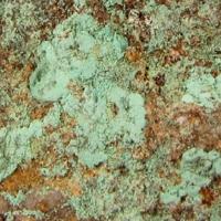 Bandylite