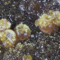 Cacoxenite, Strengite