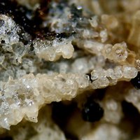Opal, Kalsilite