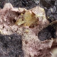 Ianthinite, Parauranophane