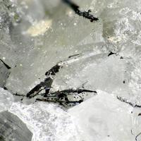 Cannizzarite