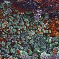 Bayldonite, Goethite