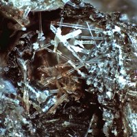 Kalsilite