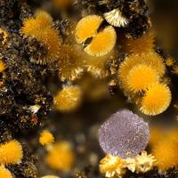 Cacoxenite, Strengite