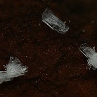 Rauenthalite