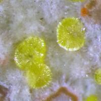 Calcurmolite, Parauranophane, Umohoite