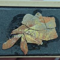 Calcurmolite, Umohoite