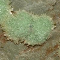 Abernathyite, Heinrichite