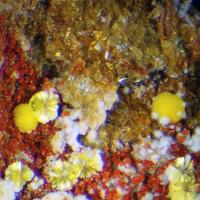 Calcurmolite, Umohoite, Sklodowskite